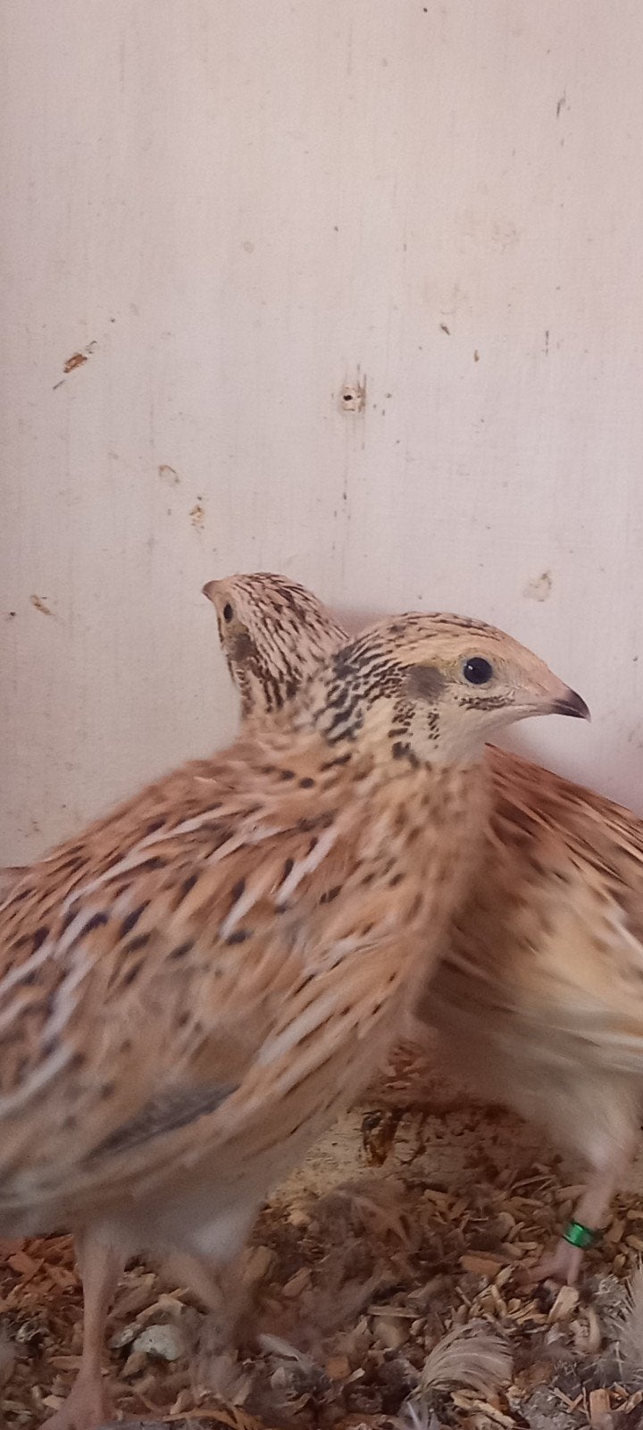 Europese kwartels trio 2026, Meerdere dieren, Wildzangvogel