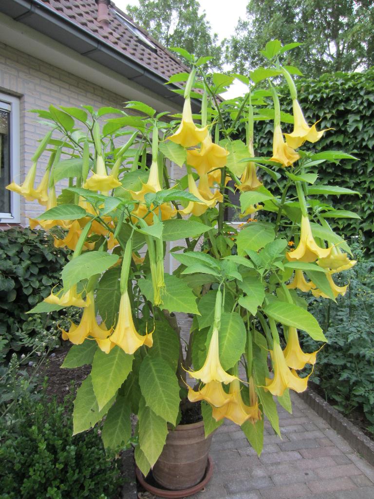 Trompetbloem Datura of eigenlijk Brugmansia, Tuin en Terras, Overige soorten, Volle zon, Vaste plant, Ophalen of Verzenden