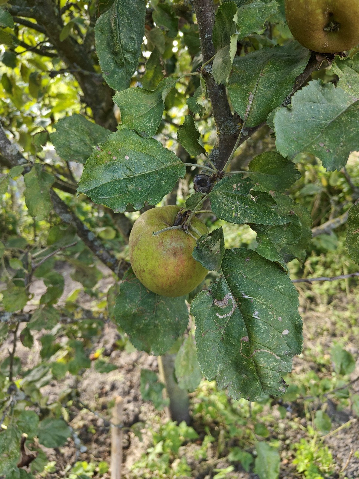 Volwassen Goudreinet appelboom gezond, Tuin en Terras, Ophalen, Lente, Volle zon, Overige soorten