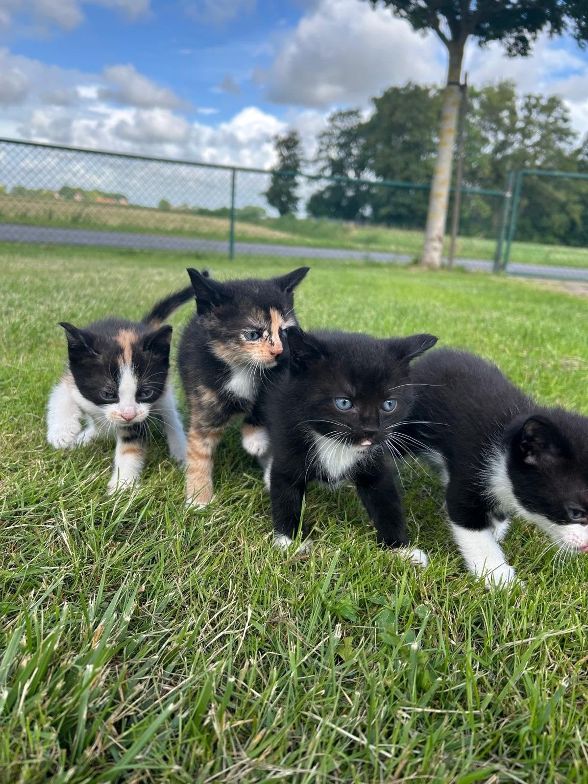 Kittens te koop 4x, Dieren en Toebehoren, Katten en Kittens | Raskatten | Korthaar, Kater, 0 tot 2 jaar