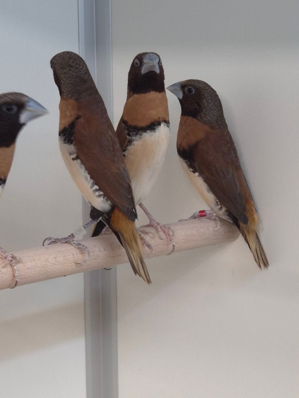 3-3 Bruinborst rietvinken, Dieren en Toebehoren, Meerdere dieren, Tropenvogel, Geringd