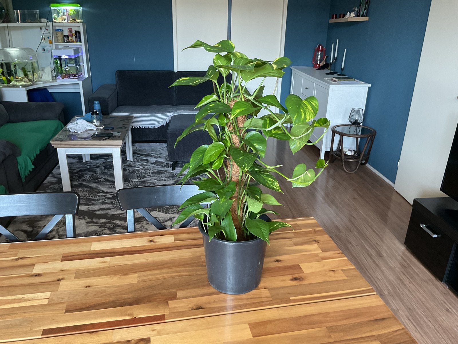 Grote Epipremnum Aureum (Scindapsus Aureus) kamerplant, 100 tot 150 cm, Overige soorten, In pot, Groene kamerplant