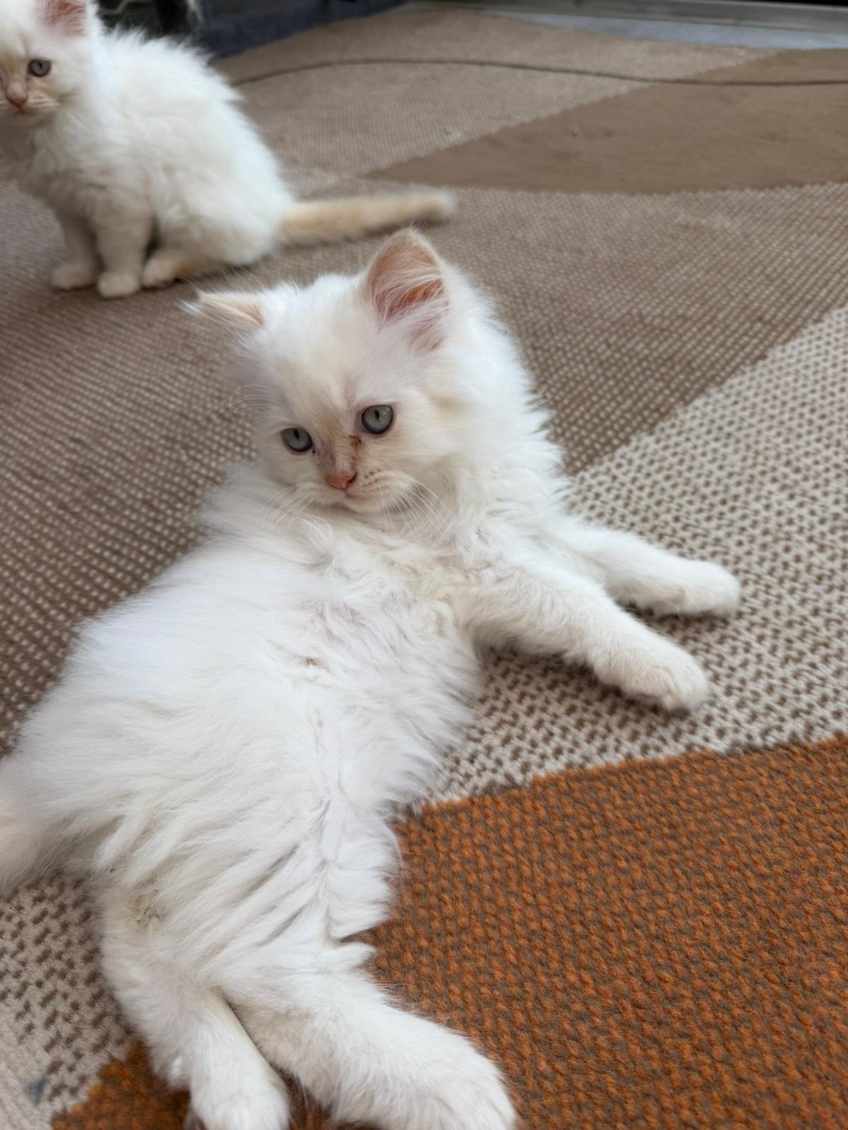 Lieve Katerkittens Ragdoll zoeken een Warm Thuis!, Kater, Ontwormd