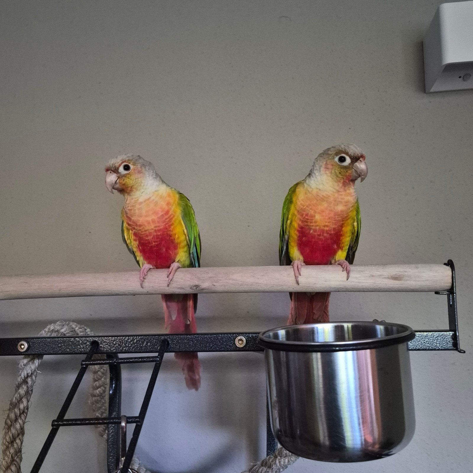 2 pyrrhura's Te koop, Meerdere dieren, Parkiet