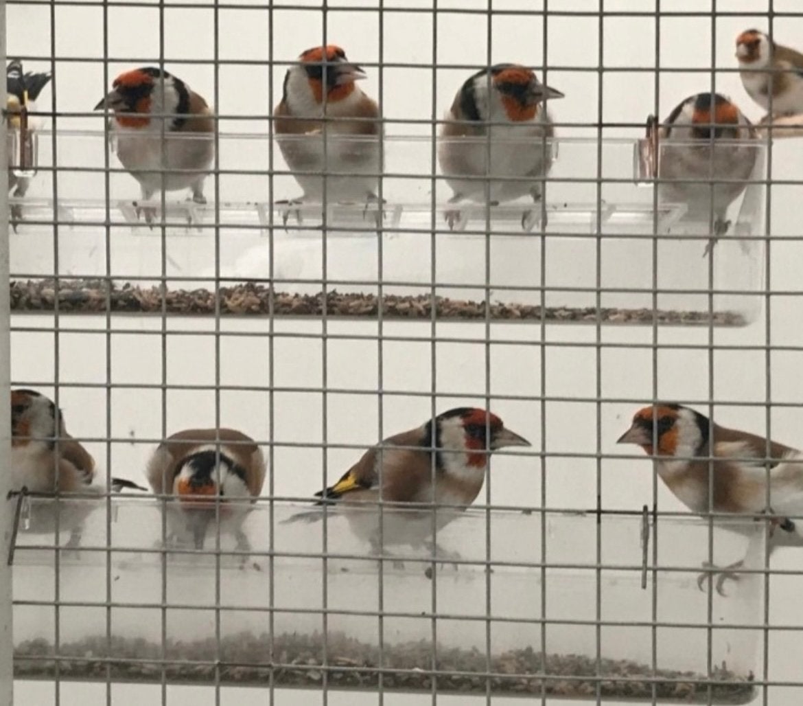 Mooie forse onverwante koppels wildkleur major putters/2026, Meerdere dieren, Wildzangvogel, Geringd