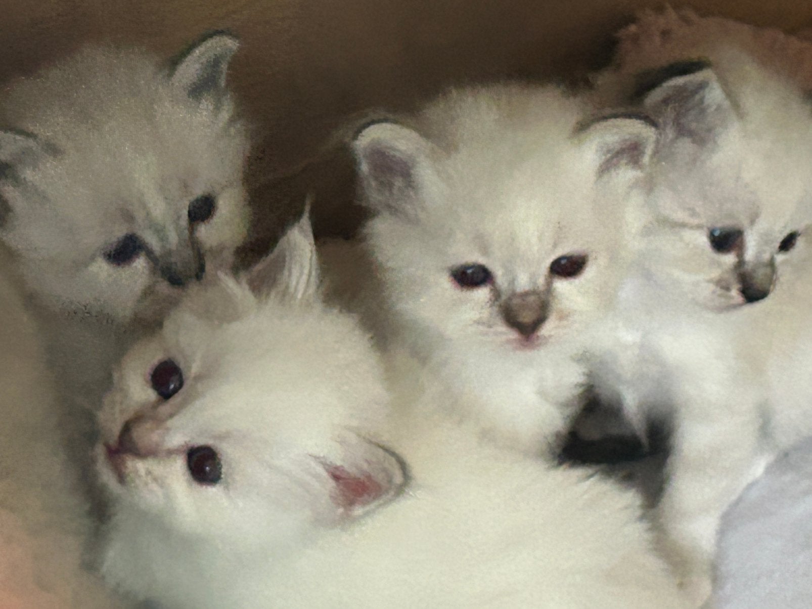 Heilige Birmaan kittens met Stamboom € 1025,, Dieren en Toebehoren, Meerdere dieren, 0 tot 2 jaar