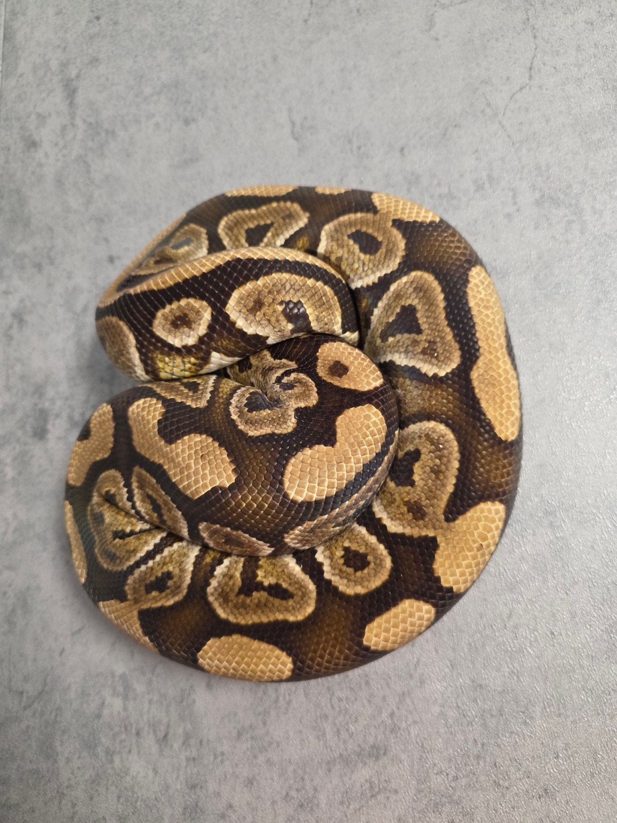Python regius kweekdames Ball Python photo 5