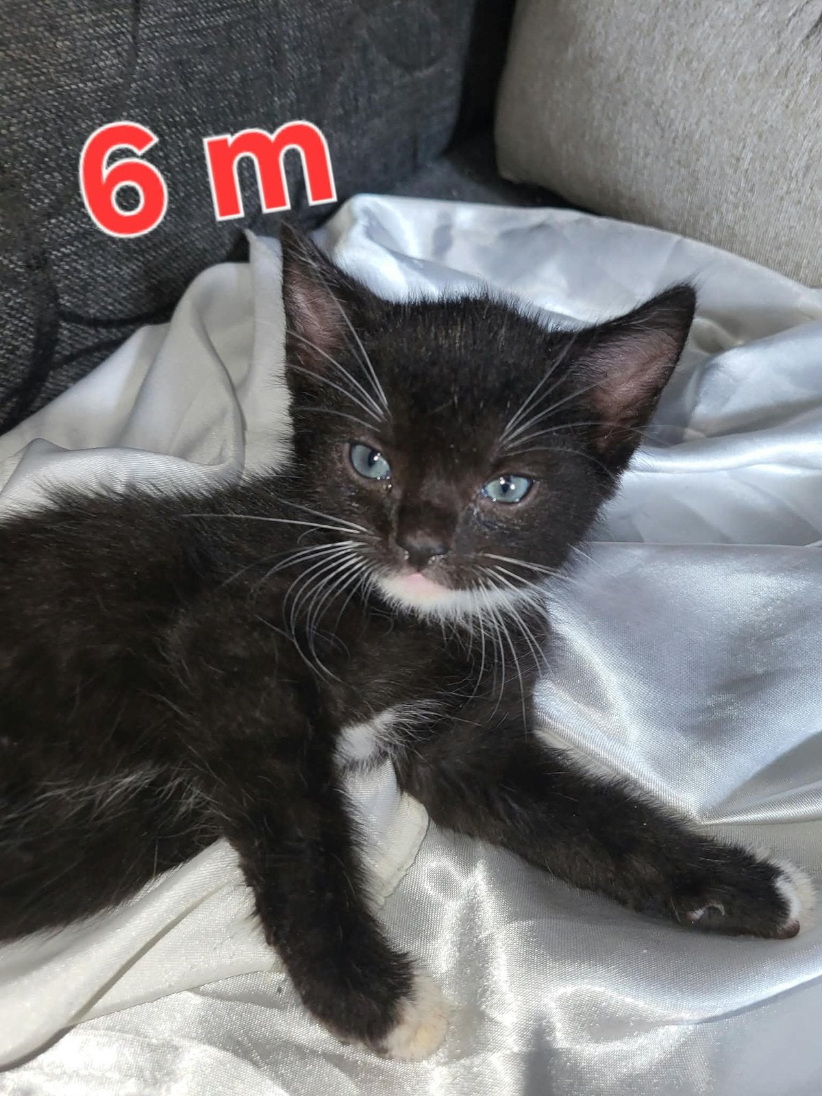 Kleine kittens, Meerdere dieren, Kortharig, 0 tot 2 jaar