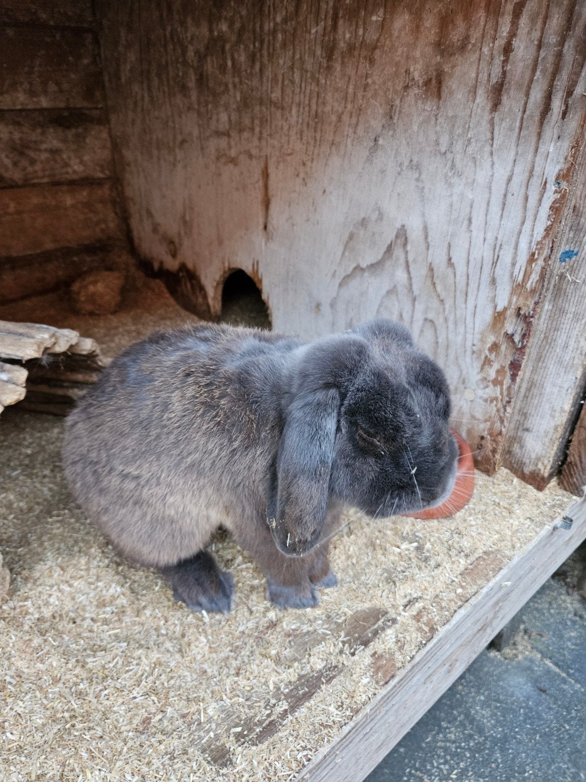 Goed huisje gezocht voor een lief konijn, Mannelijk, Middelgroot, Hangoor, 3 tot 5 jaar