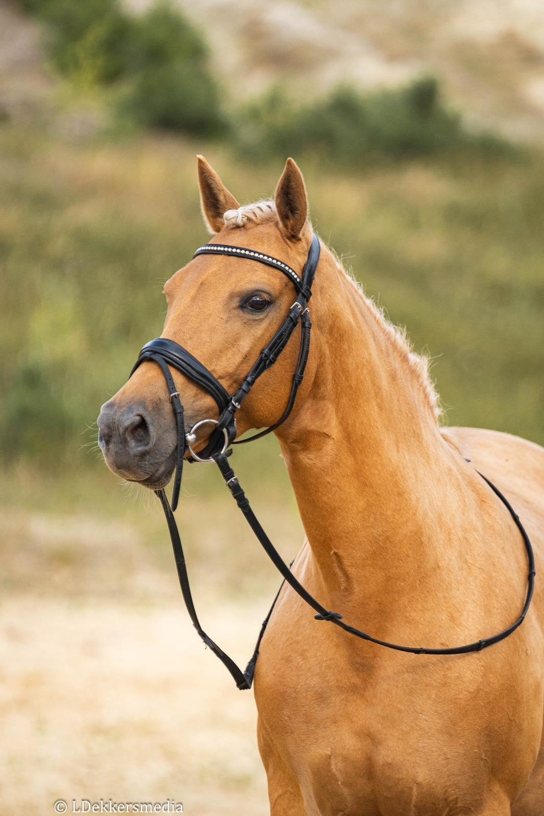 Lieve 9 jarige palomino E-pony, B, 7 tot 10 jaar, Recreatiepony, Merrie