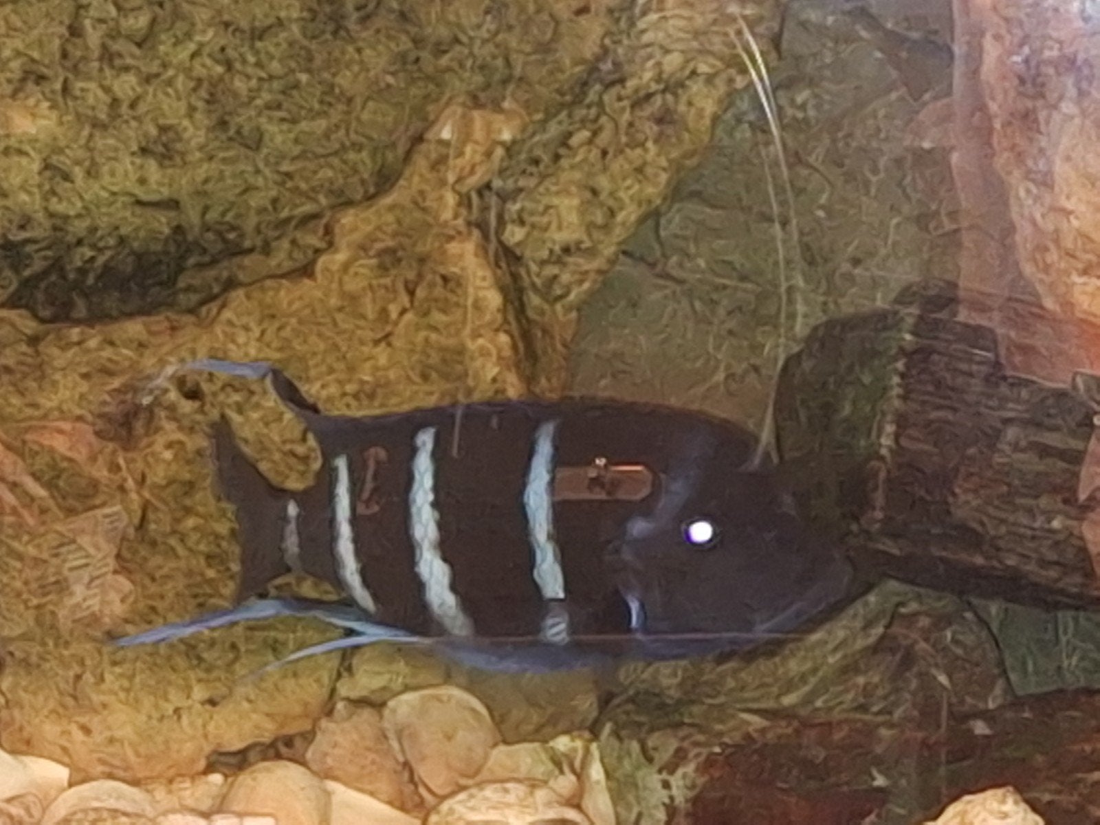 Cyphotilapia gibberosa moba 1m 2v, Dieren en Toebehoren, Vis