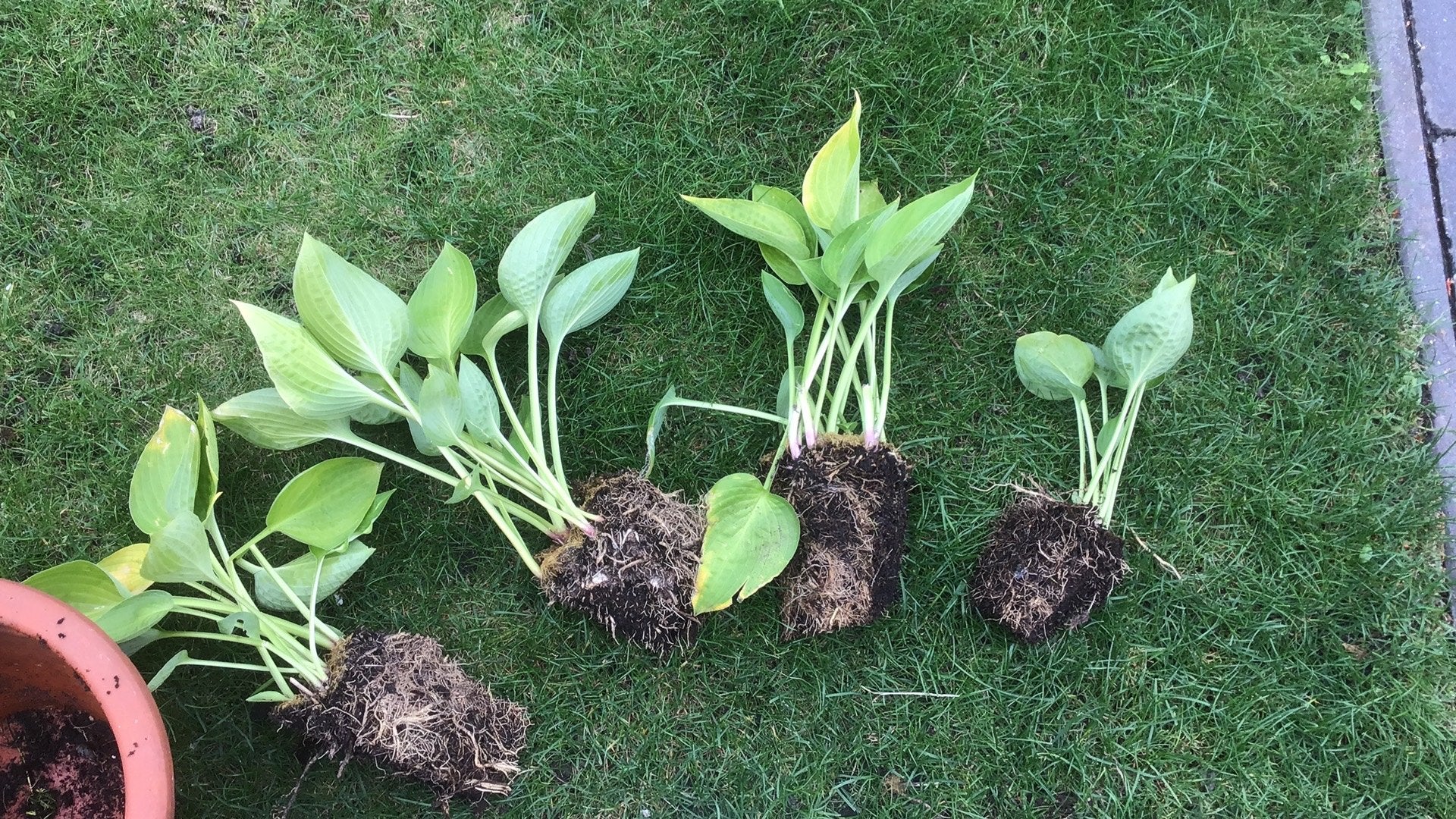 Hosta, Volle zon, Vaste plant, Zomer, Ophalen