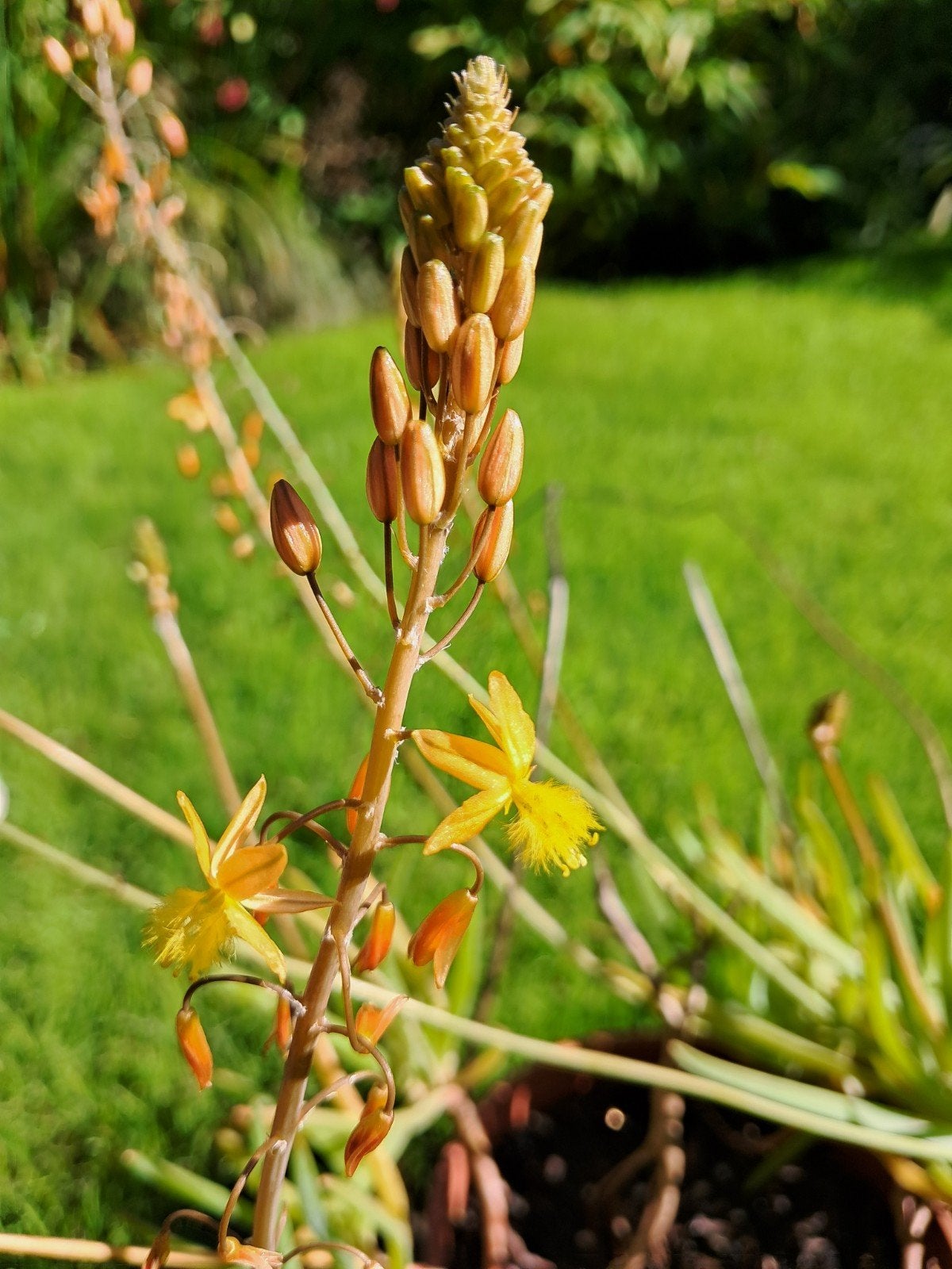 Bulbine frutenscens, Tuin en Terras, Volle zon, Vaste plant, Zomer, Ophalen