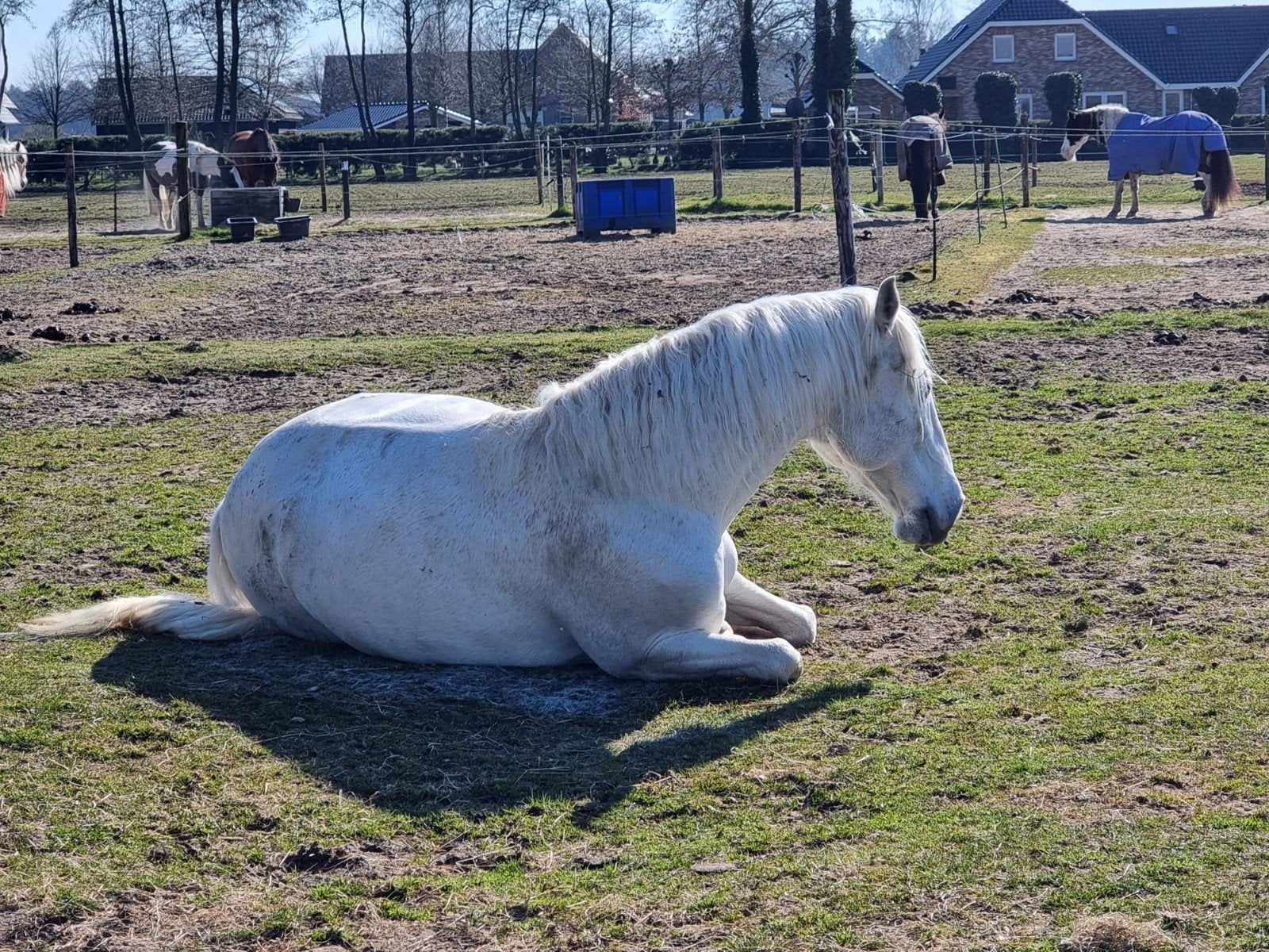 Lusitanoruin 12 jaar, recreatiepaard, Minder dan 160 cm, Ruin, Gechipt, 11 jaar of ouder