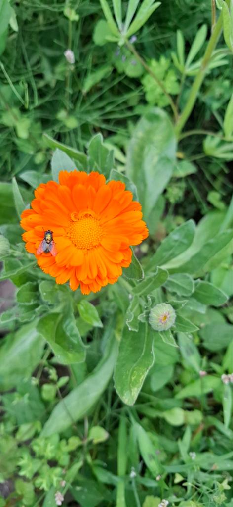 Goudsbloem oranje, Ophalen of Verzenden, Gehele jaar, Volle zon, Zaad