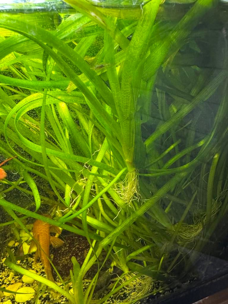 Te koop vallisneria aquarium plant   en javamos, Overige typen, Zoetwatervis
