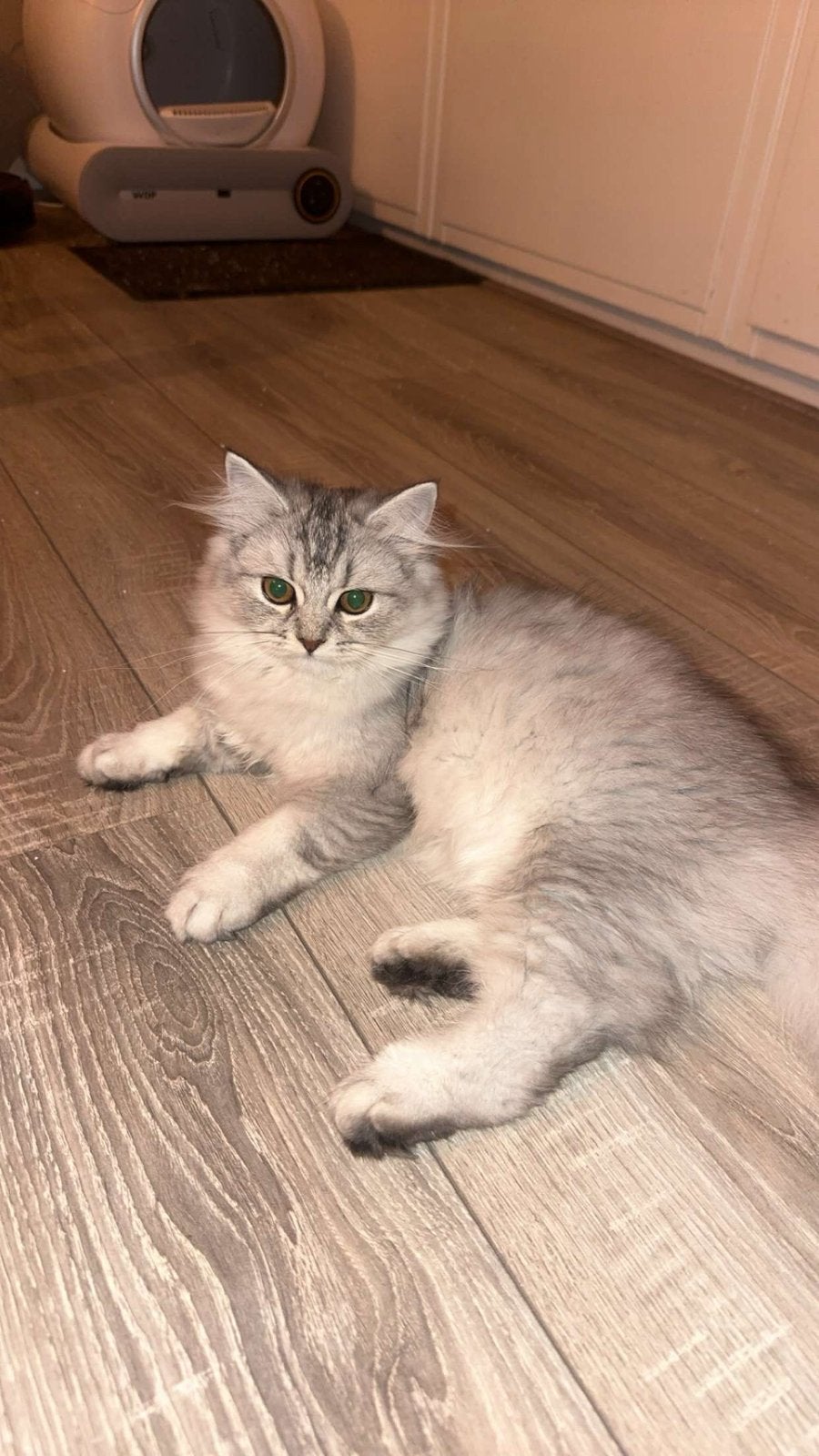 Britse langhaar, Poes, Kortharig, 0 tot 2 jaar