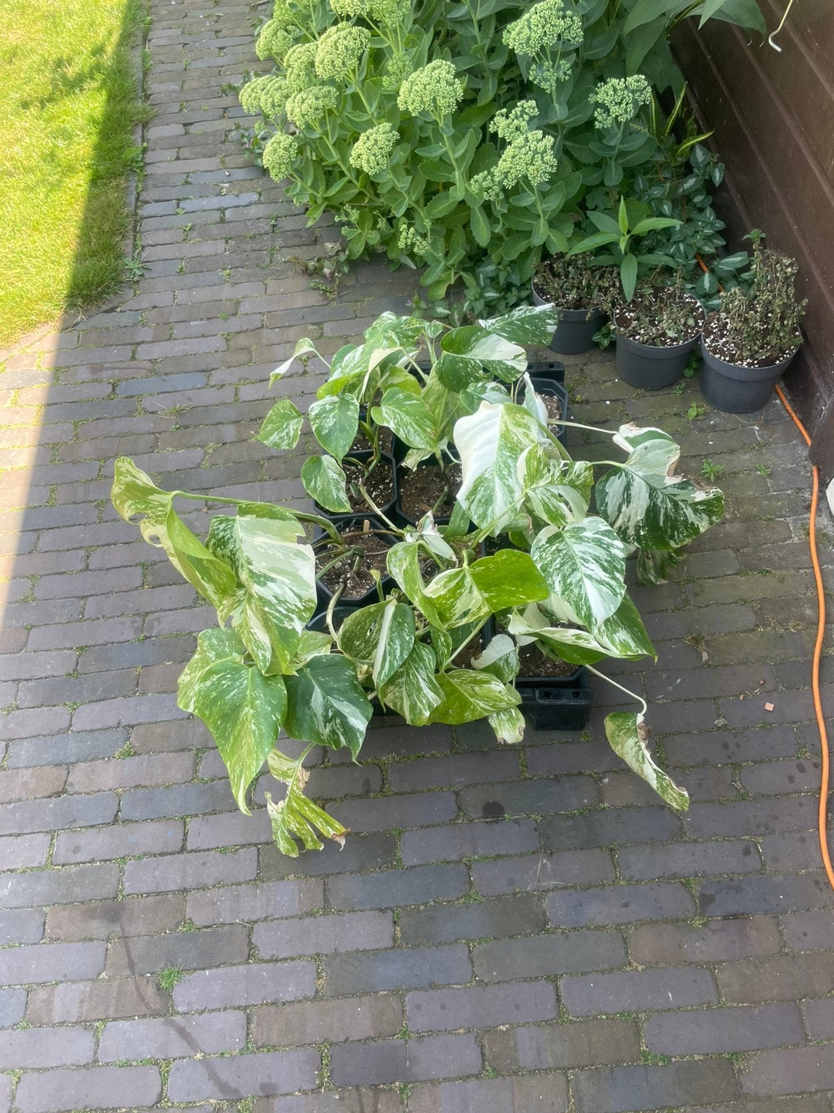 Veel monstera variegata. Aangeslagen plant. Geen stek., Ophalen, Halfschaduw, Minder dan 100 cm