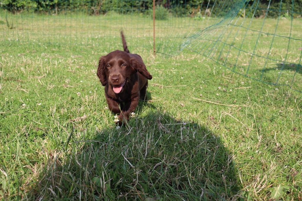 Hele knappe engelse cocker spaniel pup te koop, Dieren en Toebehoren, Honden | Retrievers, Spaniëls en Waterhonden, Parvo, Nederland