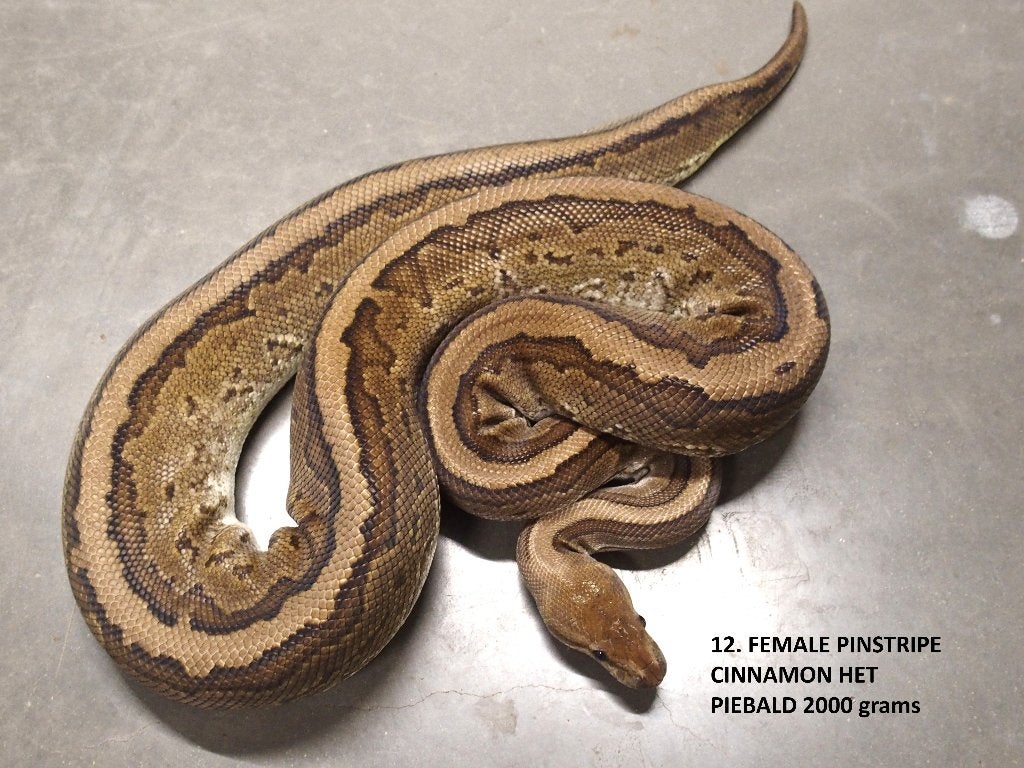 Koningspythons halwas en volwassen kweekdieren deel 1 Ball Python photo 12