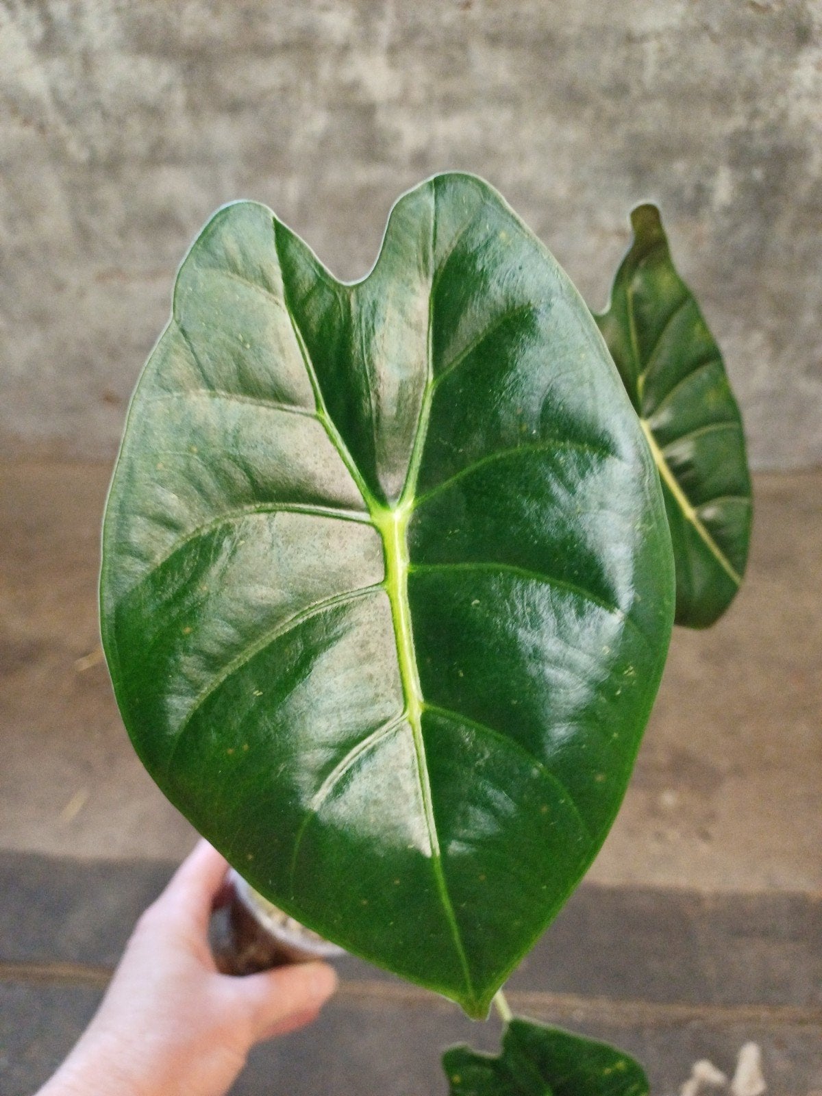 Alocasia golden bone knolletjes, Ophalen of Verzenden, Halfschaduw, Minder dan 100 cm