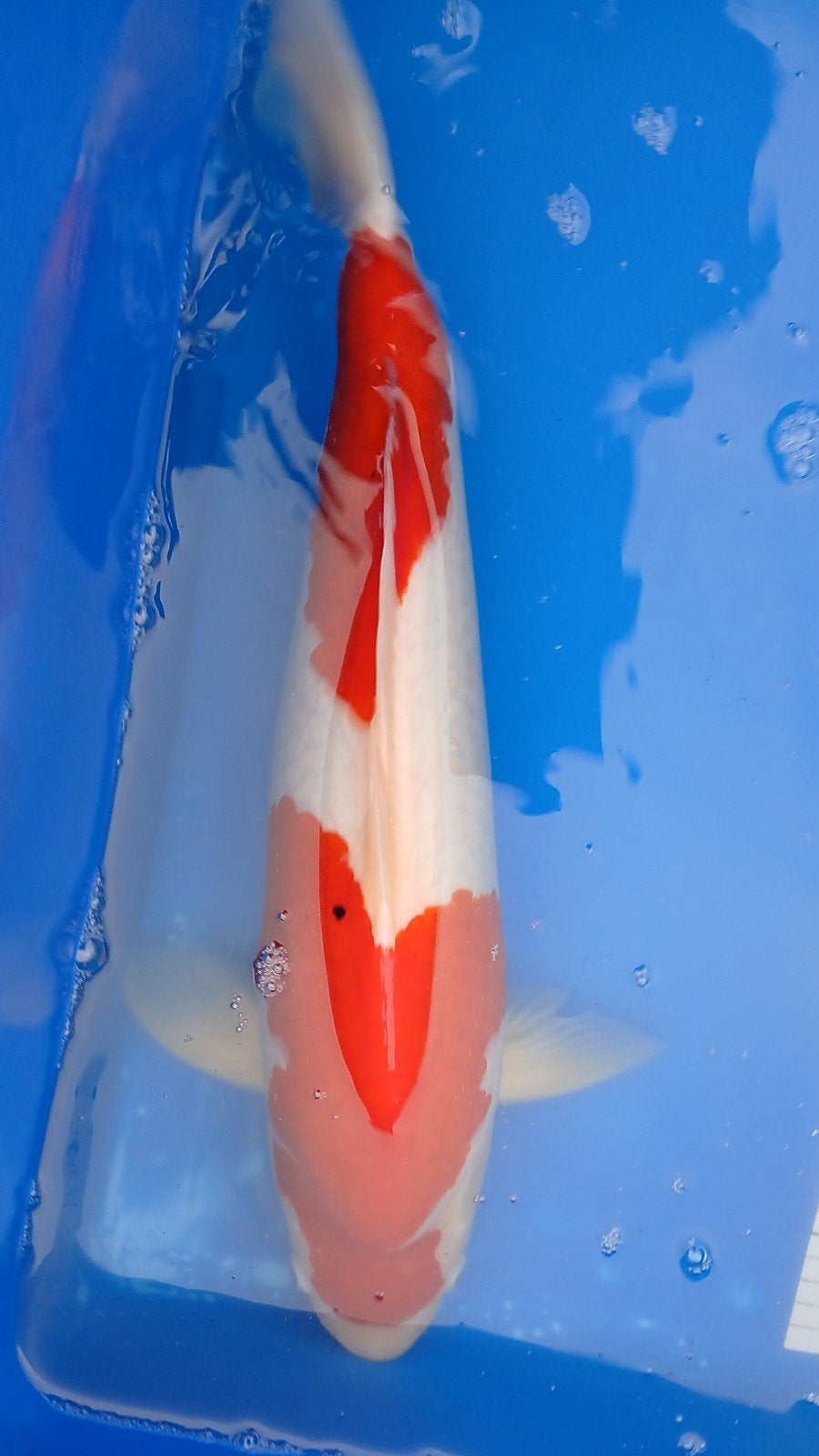 Diverse Koi, Dieren en Toebehoren, Karper of Koi