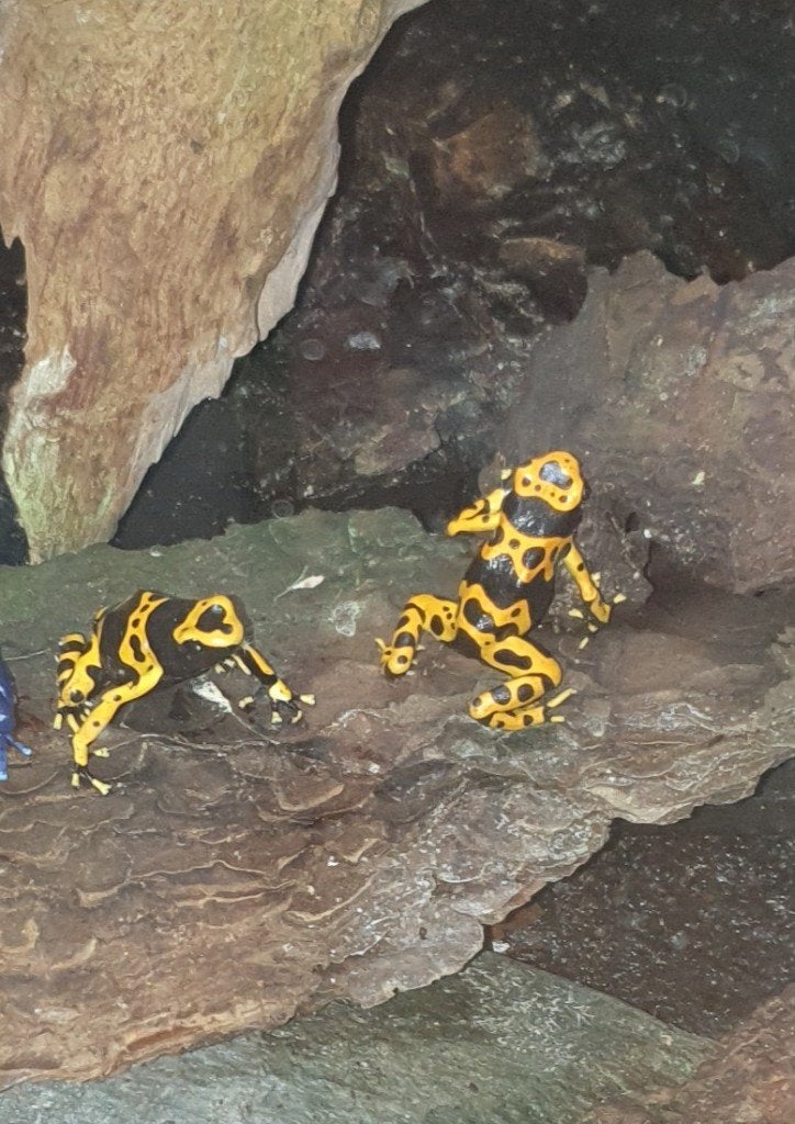 D. Leucomelas (gifkikker), Amfibie, 0 tot 2 jaar