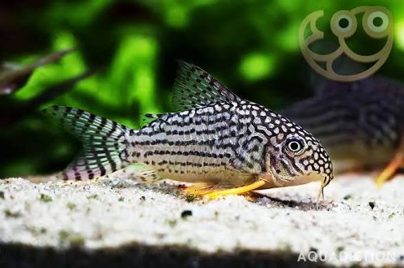 Corydora Sterbai, Vis, Zoetwatervis, Schoolvis