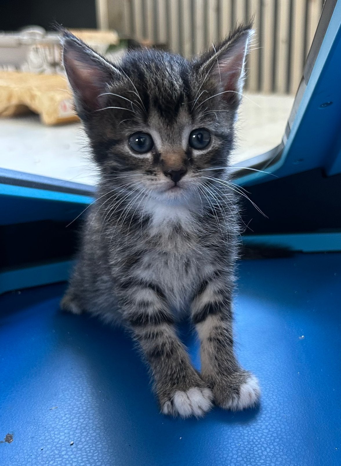 Lieve kittens te koop, Dieren en Toebehoren, Katten en Kittens | Overige Katten, Meerdere dieren