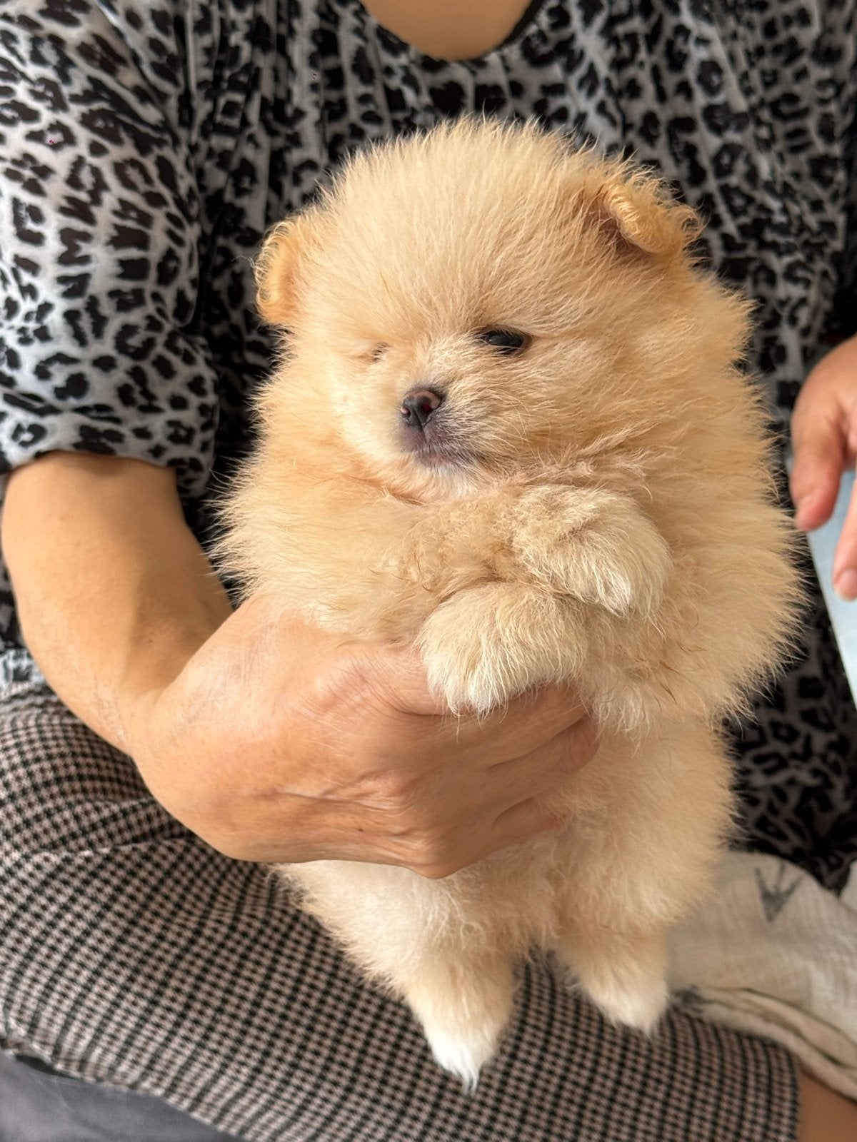 Pomeranian | Pomeriaan pup – 1 reutje over!, Dieren en Toebehoren, Overige rassen, 8 tot 15 weken, CDV (hondenziekte), Meerdere