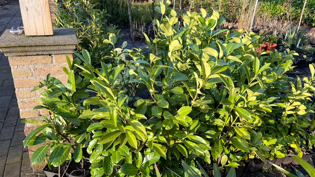 Laurier rotundifolia in potten, Tuin en Terras, Planten | Struiken en Hagen, Ophalen, Laurier, Minder dan 100 cm