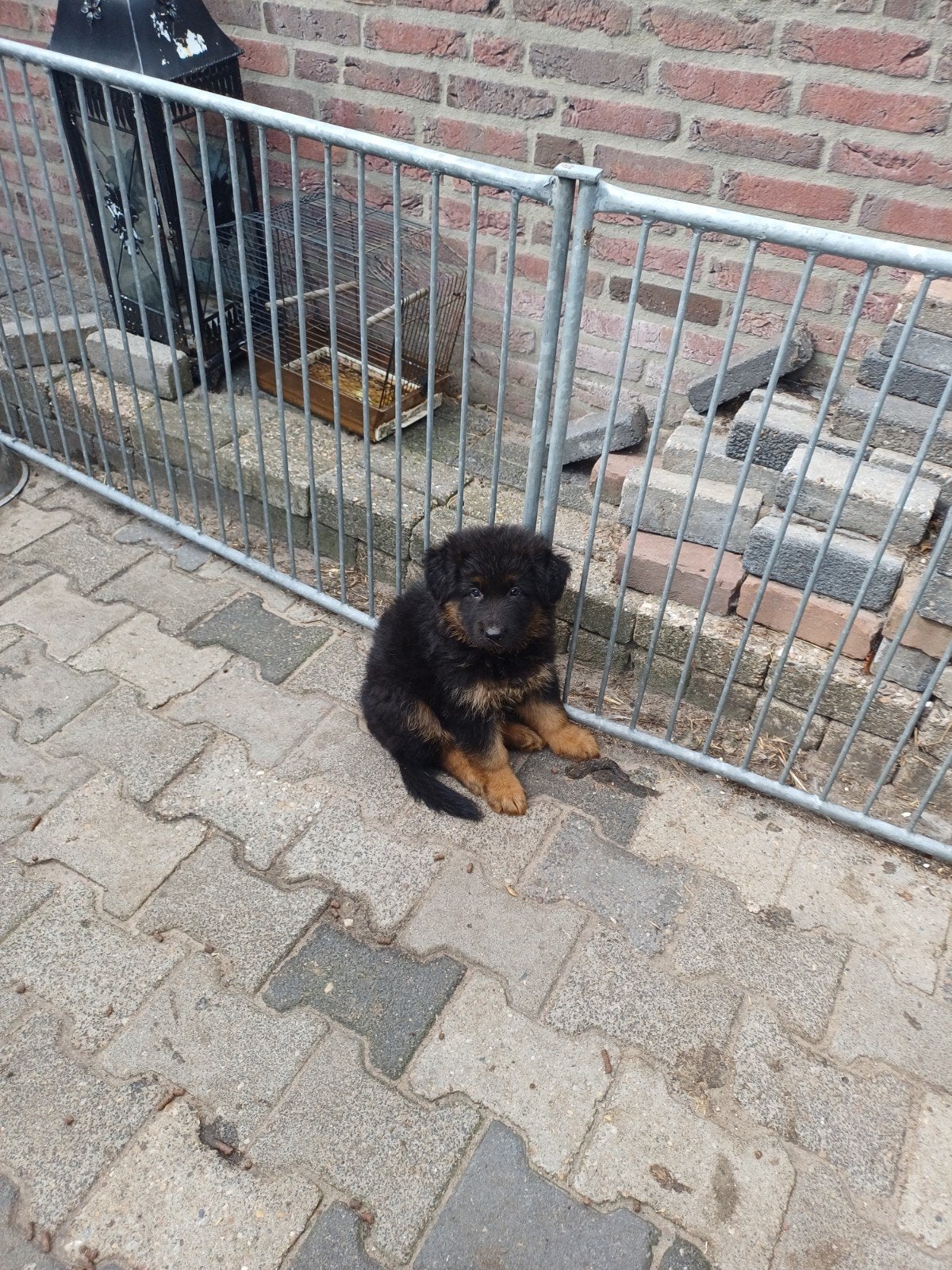 oudduitser  herder pups  nog een mooi  reutje, Reu, 8 tot 15 weken, Meerdere, Herder