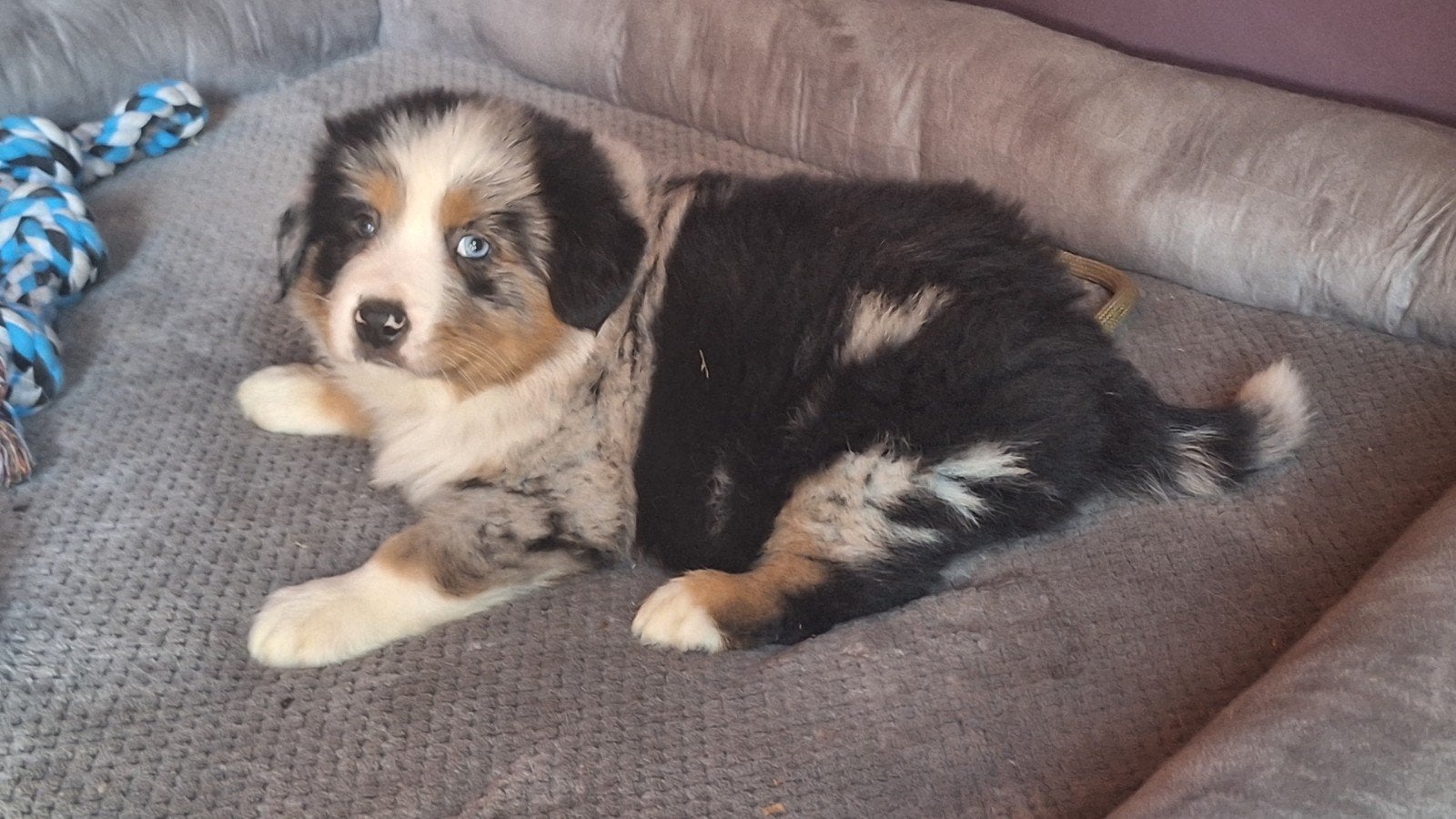 Australian Sheperd pups ., Nederland, Meerdere, Meerdere dieren, Fokker | Professioneel