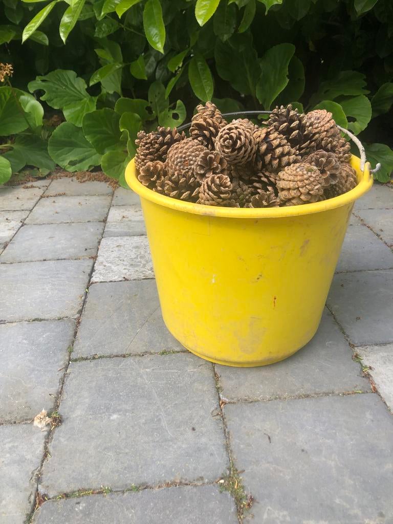Dennenappels, emmer vol voor insectenhotel of knutselproject, Ophalen, Nieuw
