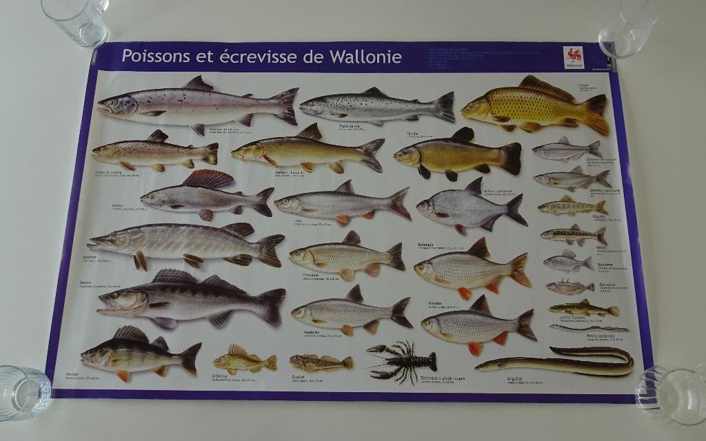 Poster '' Vis en Rivierkreeft uit Wallonië '', Ophalen, Rechthoekig Liggend, Zo goed als nieuw, A1 t/m A3