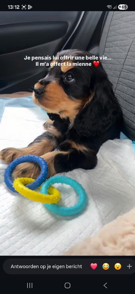 GEZOCHT : ENGELSE COCKER SPANIEL PUP TEEFJE, Maart, Vrouwelijk