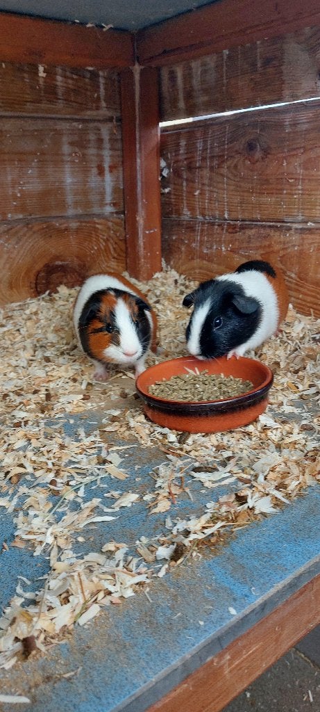 Cavia beertjes, Dieren en Toebehoren, Cavia, Mannelijk, Mei, Tam