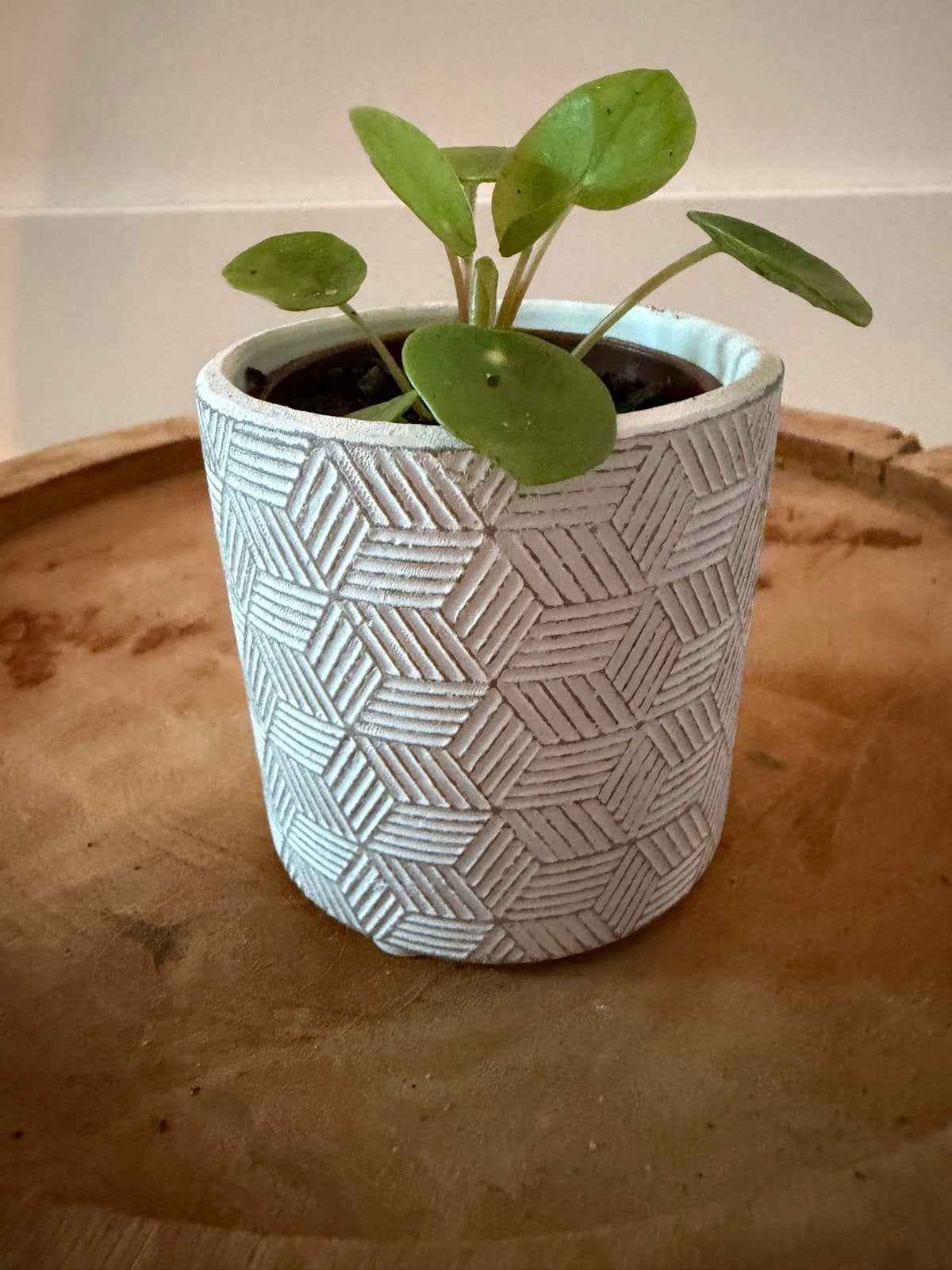 Wit bloempotje met reliëf en pannenkoekplantje, Huis en Inrichting, Overige soorten, In pot, Minder dan 100 cm, Groene kamerplant