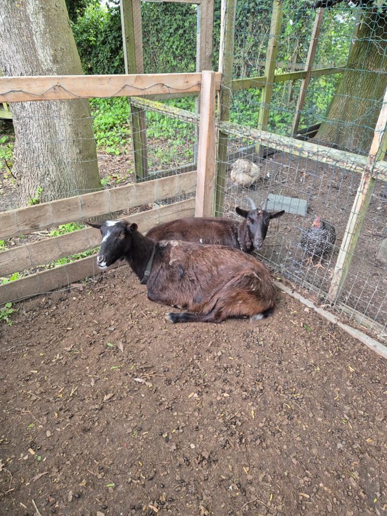 Te koop 2 geiten bruin zwart. Moeder en dochter (2024), Dieren en Toebehoren, Schapen, Geiten en Varkens, Vrouwelijk, Geit