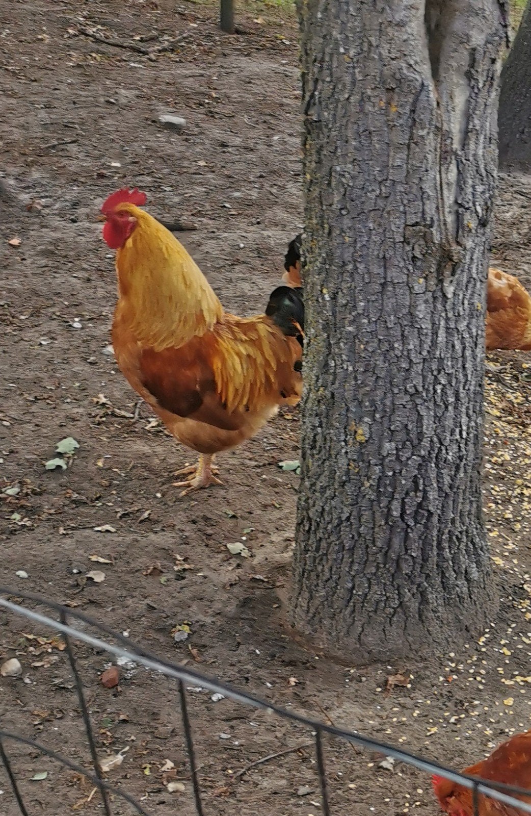 New Hampshire jonge  hanen, Dieren en Toebehoren, Mannelijk, Kip