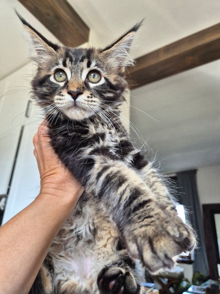 Maine coon girl, Poes, Ontwormd, 0 tot 2 jaar
