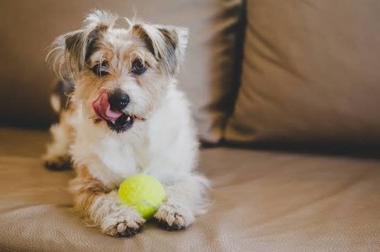 Honden, katten en knaagdieren oppas aangeboden, Dieren en Toebehoren, Ophalen of Verzenden