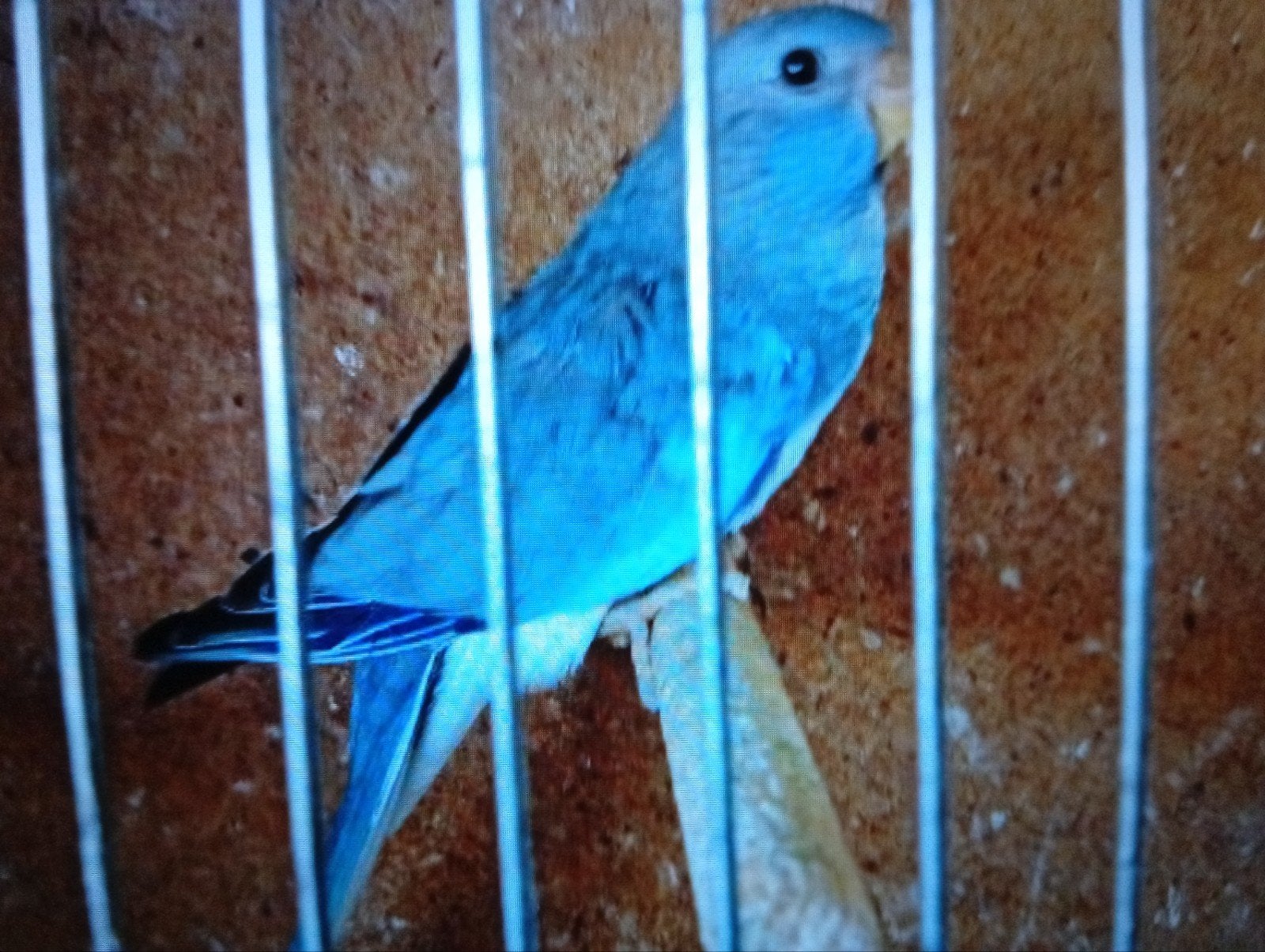 Splendid blauw 26, Parkiet, Geringd