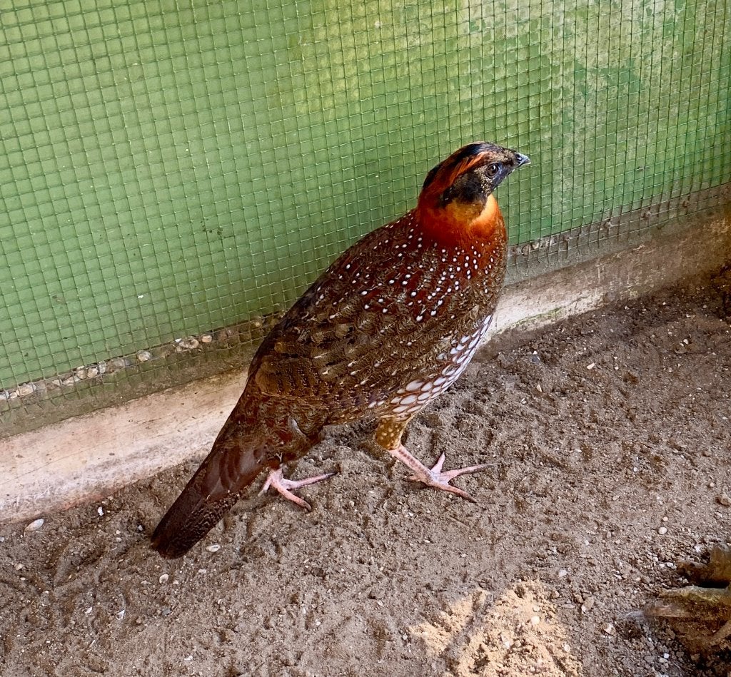 Fazanten, Dieren en Toebehoren, Mannelijk, Overige soorten