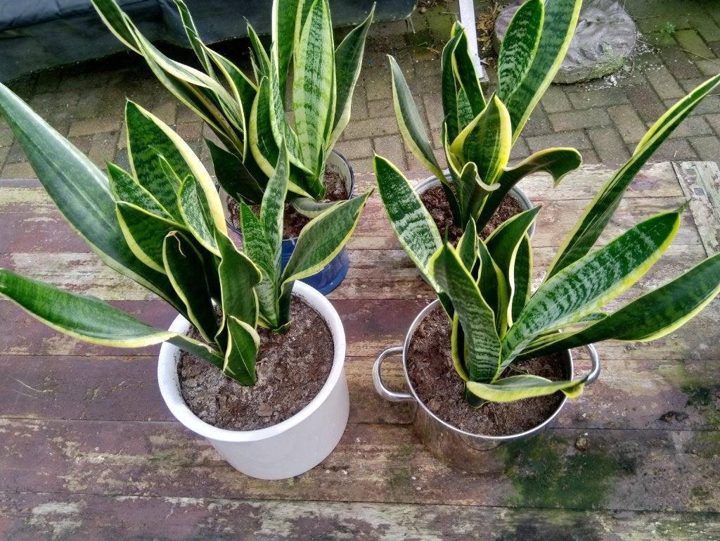 Sanseveria (Vrouwentong) en Chlorophytum (Graslelie)., Ophalen, Overige soorten, Halfschaduw, In pot