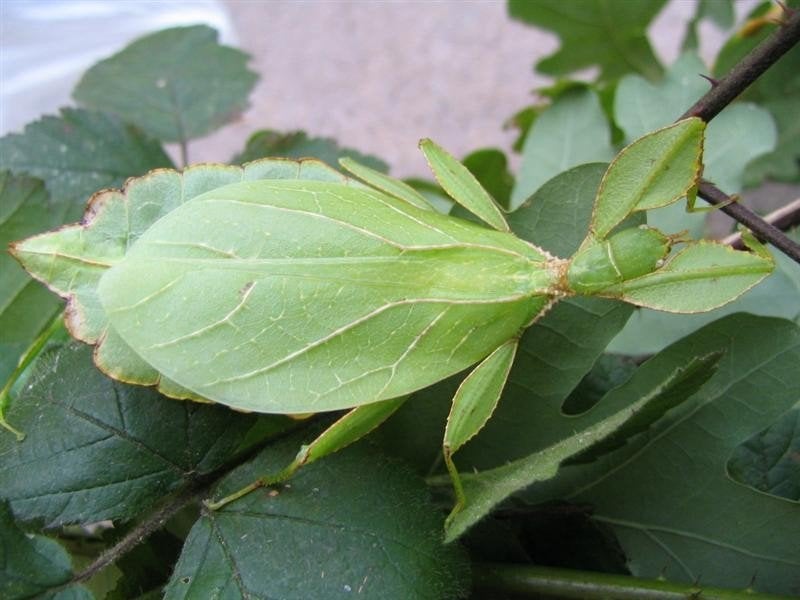Eitjes Phyllium philippinicum, Dieren en Toebehoren