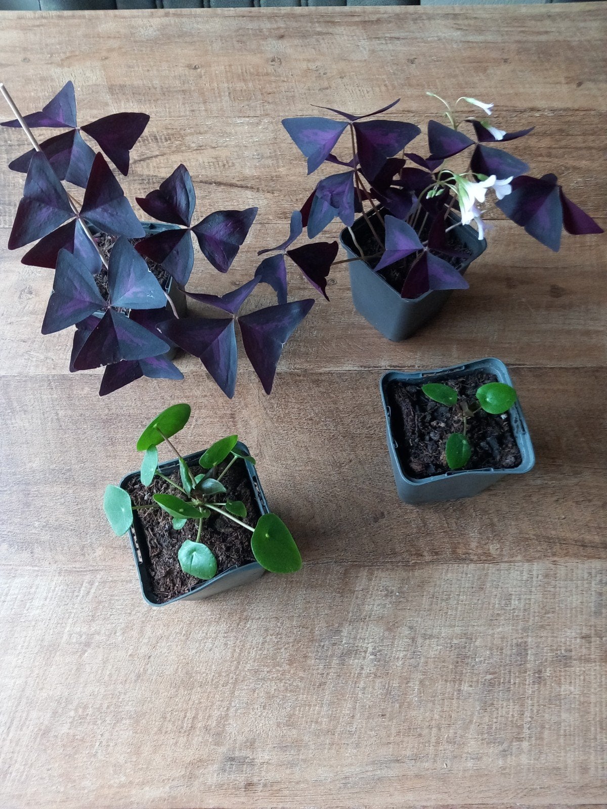 rode klaverzuring,klaver,oxalis,pannekoek plant, Ophalen, Halfschaduw, Minder dan 100 cm