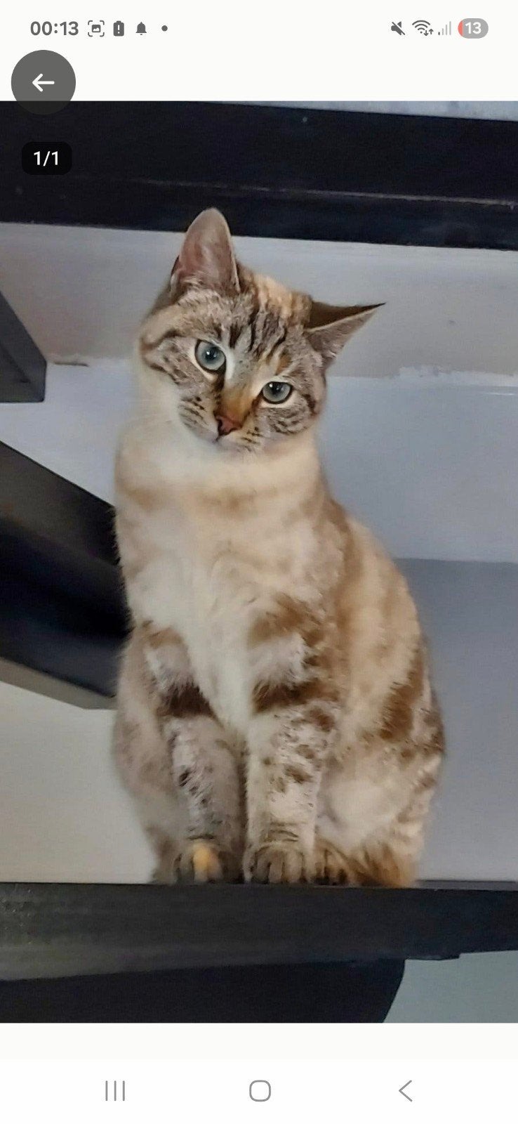 kat vermist, Dieren en Toebehoren, Vermiste en Gevonden Dieren