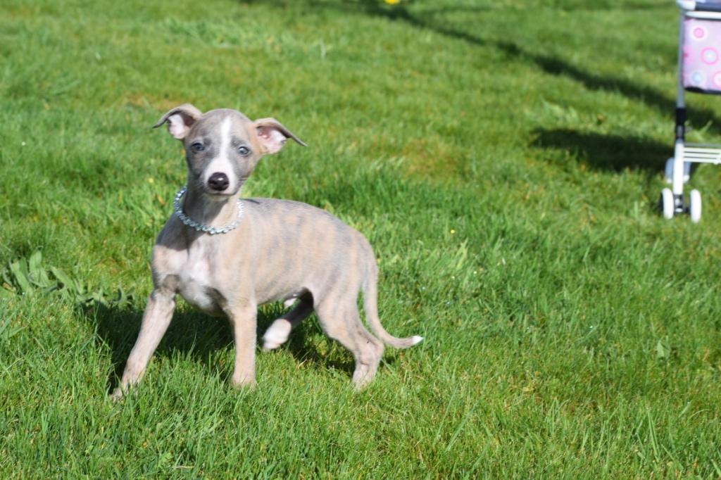 Whippet pups nieuw nestje, Dieren en Toebehoren, België, Whippet, 8 tot 15 weken, Meerdere