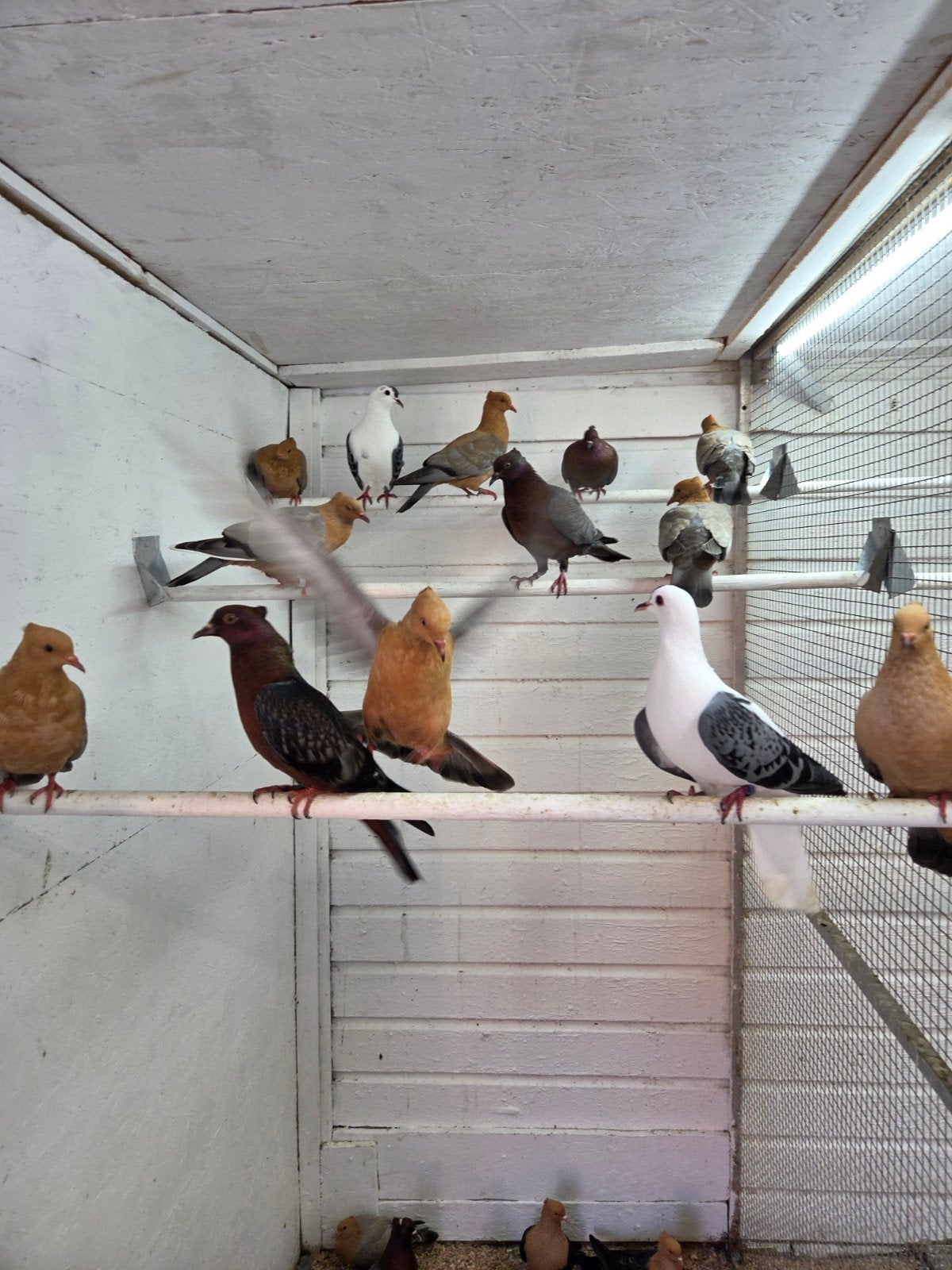 28 sierduiven 70 euro, Dieren en Toebehoren, Vogels | Duiven, Meerdere dieren, Overige soorten